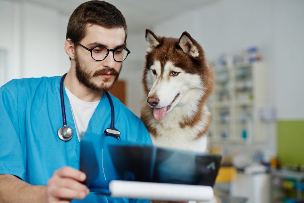 confident-veterenarian-looking-at-x-ray-with-dog