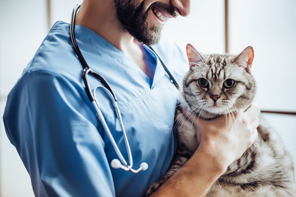 male-vet-holds-kitty