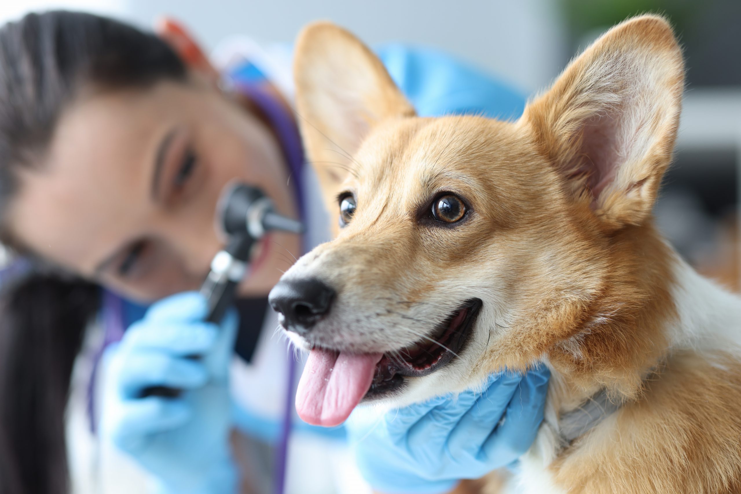 veterenarian-examines-dogs-ears-otoscope