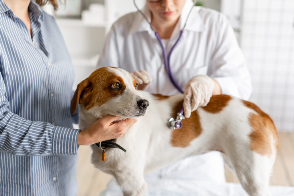 veterinarian-listens-dog-stethoscope