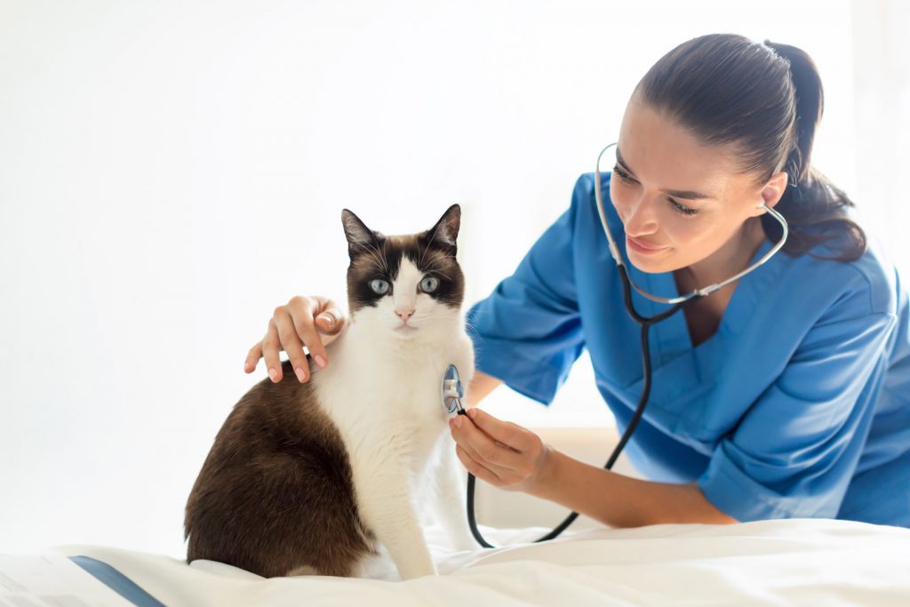 Veterinary Telecardiology Services AxisVet