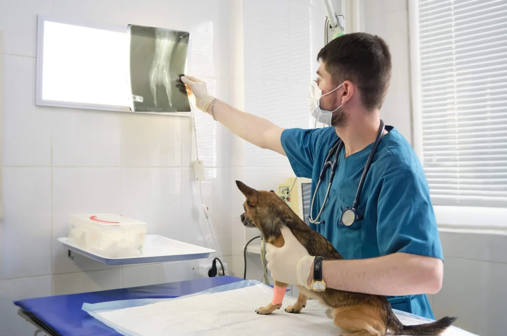 Teleradiology for Veterinary